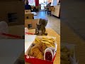 You Won’t Believe What This Hungry Squirrel Did for Food! 😱#sora2 #sora #shortsfeed #squirrel