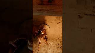 Crimson Desert Dragon's Stone Chamber Puzzle Quick Solution
