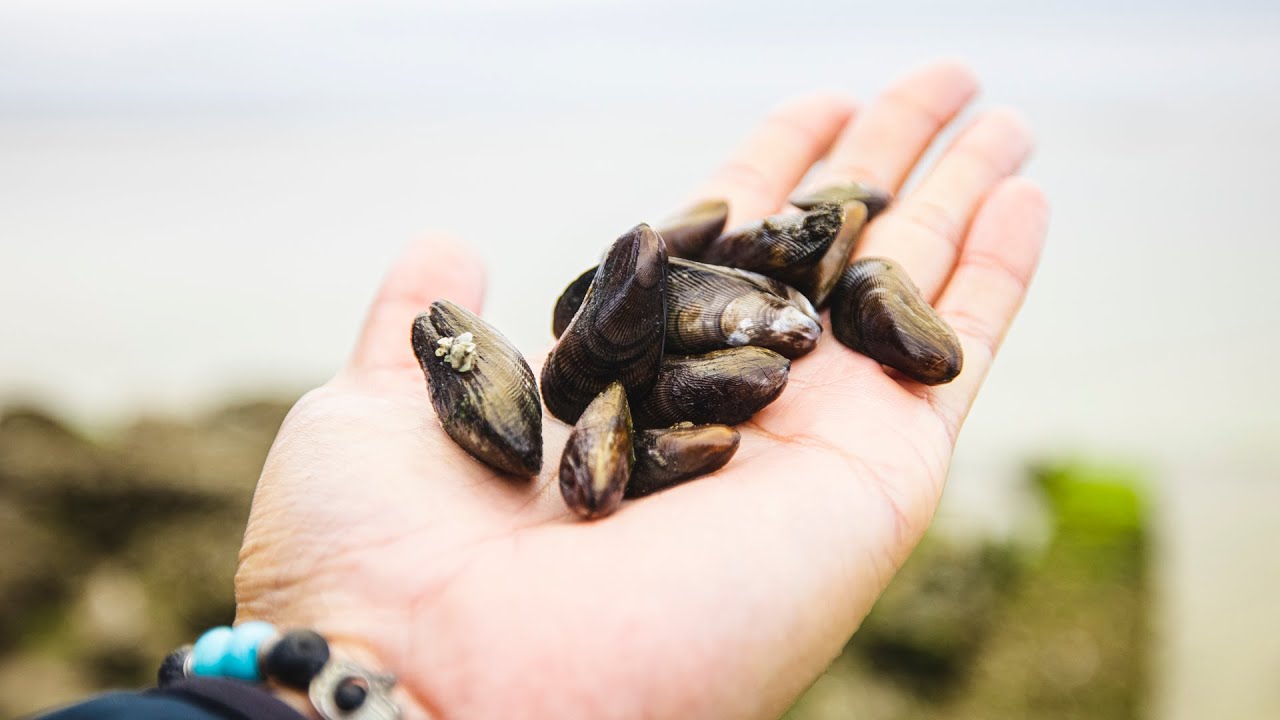 SECRET Baits For Sheepshead Fishing You Must Know YouTube