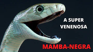 Como age o veneno da mamba negra?