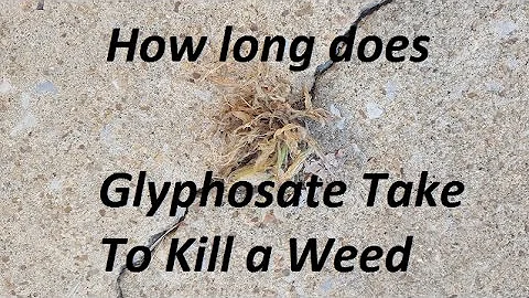 How long does Roundup take to work?