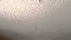 Ceiling Damage Termite