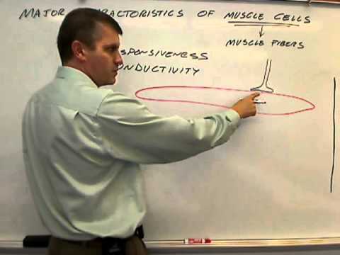 Major Characteristics of Muscle Cells.wmv - YouTube