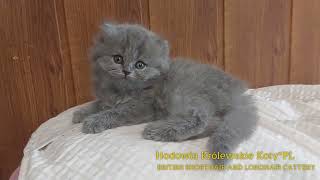 Miot I1 - kotka brytyjska długowłosa niebieska 6 tygodni by Hodowla Kotów Brytyjskich Królewskie Koty*PL 783 views 1 year ago 1 minute, 32 seconds