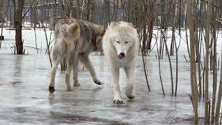 Волки растопили лед🔥 Разлучили Фурию с любимым волком‼️
