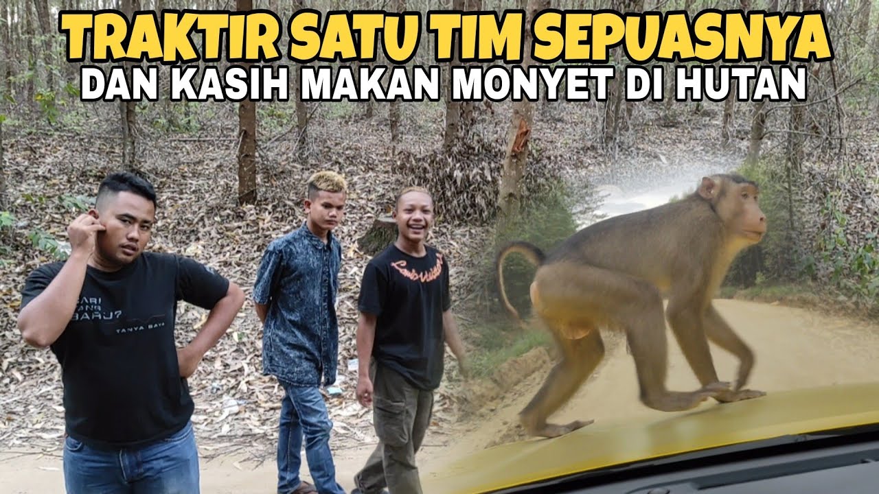 Traktir Satu Tim Makan Sepuasnya Dan Kasih Makan Monyet Di Hutan!