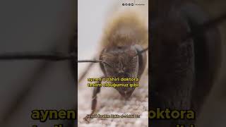 Manevi Doktorlar Kimlerdir?