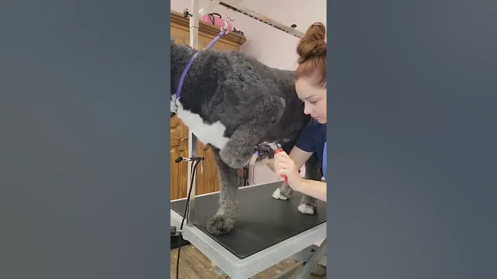 This dog makes me want to QUIT grooming - DayDayNews
