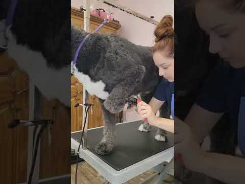 Video: Denna Dog Groomers Instagram bevisar allt är bättre med en vindmaskin