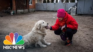 Inside The Effort To Get Animals Out Of Ukraine
