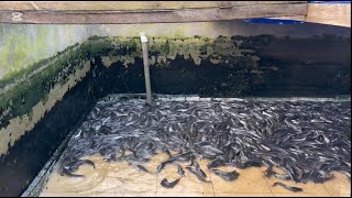 How to Calculate Catfish FCR & Fish Weight | Profitable Catfish Farming in Nigeria