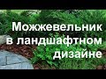 Можжевельник в ландшафтном дизайне по Москве и Московской области