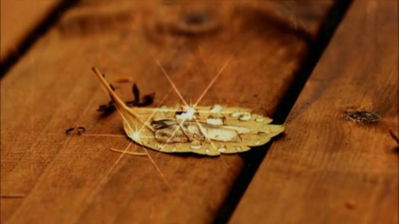 Лист на ветру витас. Лист на ветру витас. Витас жабры 2002. Фронтовики витас. Лист на ветру витас.