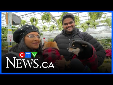 Ottawa's festive markets are buzzing