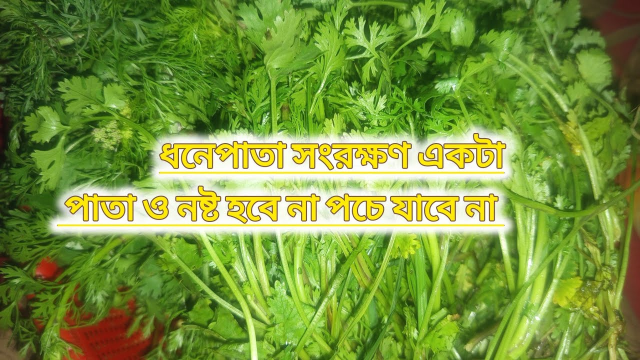 এইভাবে ধনেপাতা সংরক্ষণ করলে একটা পাতাও পচবে না। ধনেপাতা সংরক্ষণ। Dhonee pata songrokhon 