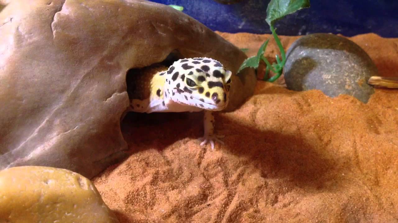 herping gear 400 subs!! (any video suggestions?)