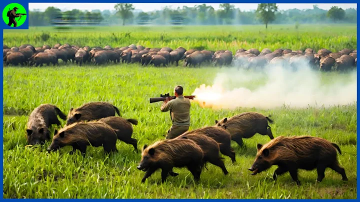 How Do Alabama Hunters Deal With Thousands Of Feral Hogs | Farming Documentary