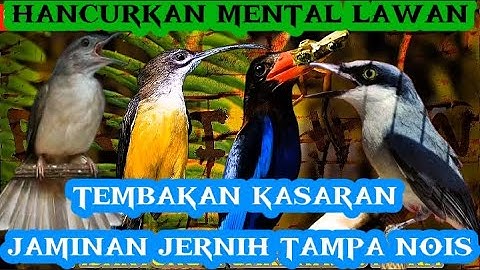 masteran kasar dan tajam pijantung tengkek udang kapas tembak dan jinjing petulak