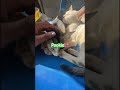 #viral #viralvideo #subscribemychannel #catshorts #pookie #funnyvideo