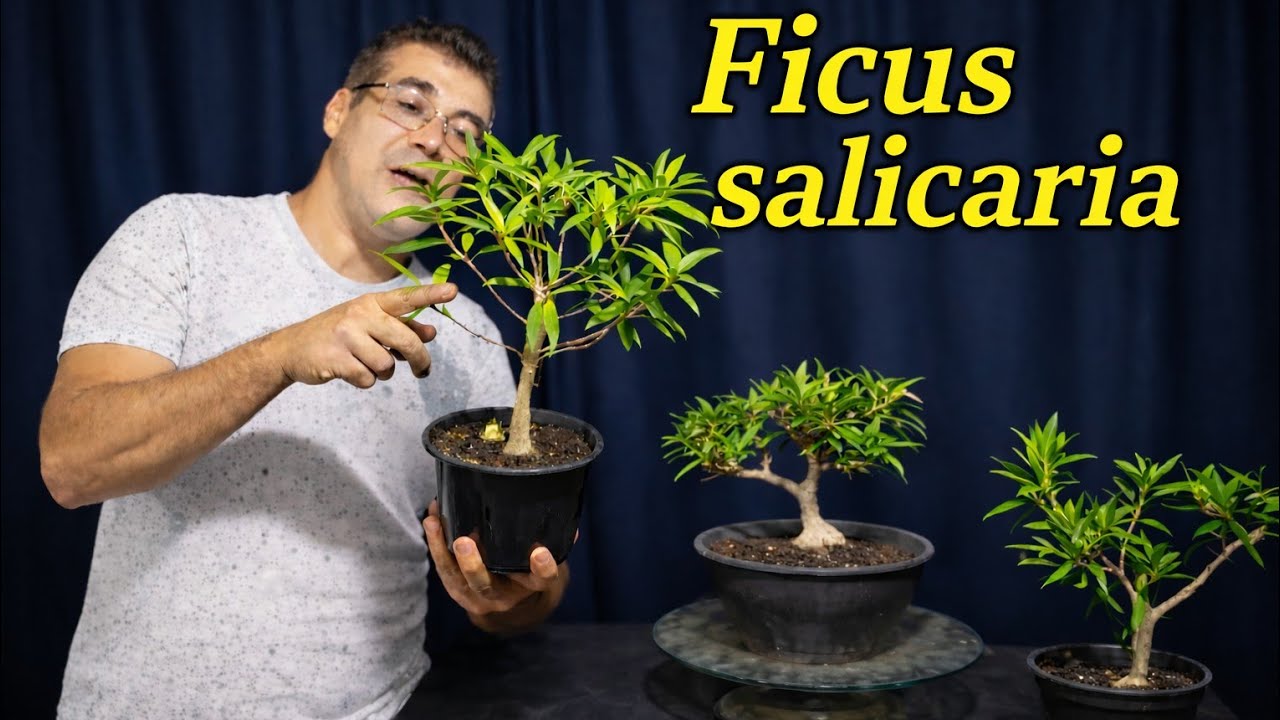Trabalhando  três ficus salicaria 
