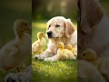 When a Puppy and Duckling Become Best Friends 😍🐶🦆 #shorts