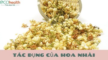 Khám phá những tác dụng của trà hoa nhài khô tuyệt vời ít người biết