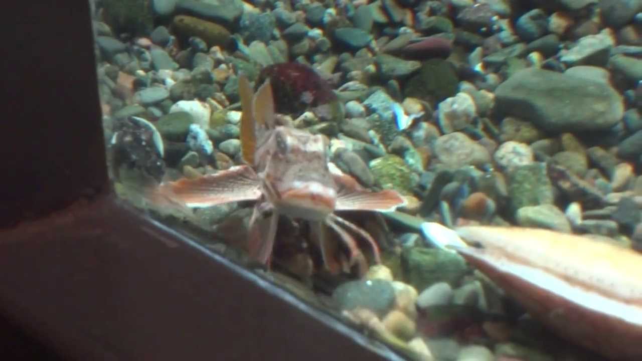 Prionotus evolans (Striped Searobin)