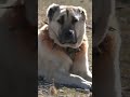 kangal malaklı akbaş alabai