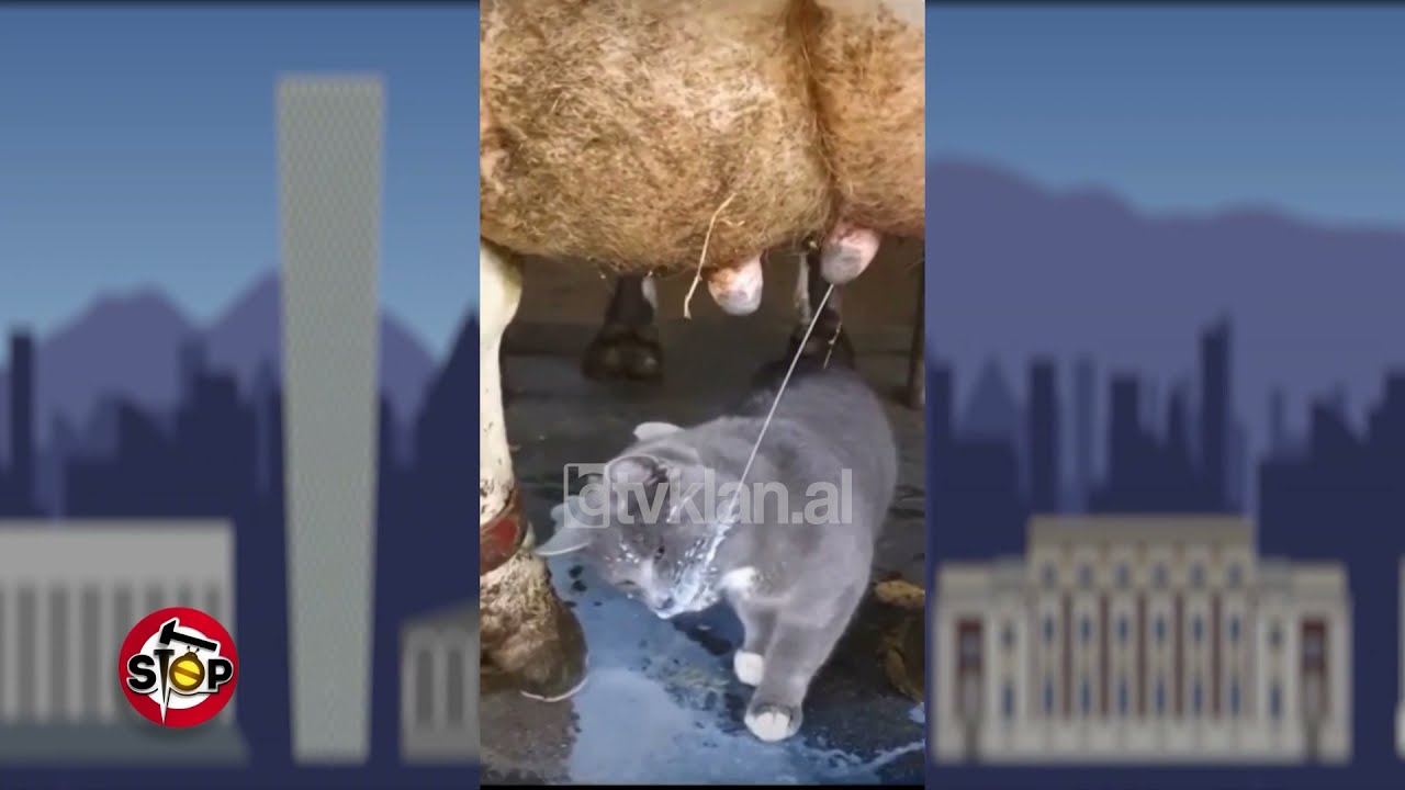 Stop - Video virale/Macja pi qumësht te lopa!- 10 Dhjetor 2021