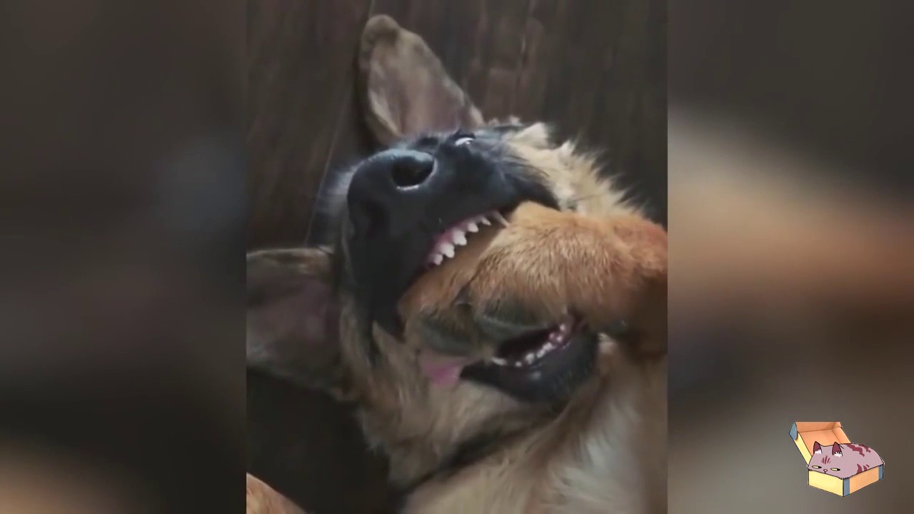 СМЕШНЫЕ КОТЫ И ПРИКОЛЫ С ЖИВОТНЫМИ 2018!!! №1 YouTube