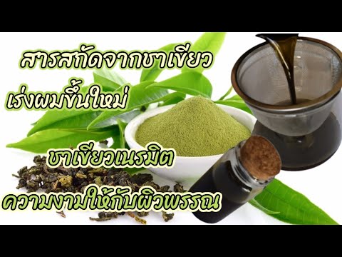วิธี​สกัดน้ำมันชาเขียว​ How to extract green tea oil |ชาเขียวเนรมิตรความงามได้มากกว่าที่คุณคิด