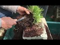 貴重な職人の植え替えの技を披露黒松盆栽・やじま園@tane.bonsai