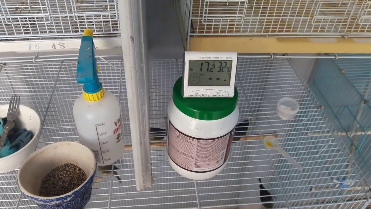 تأتير الرطوبة على الطيور