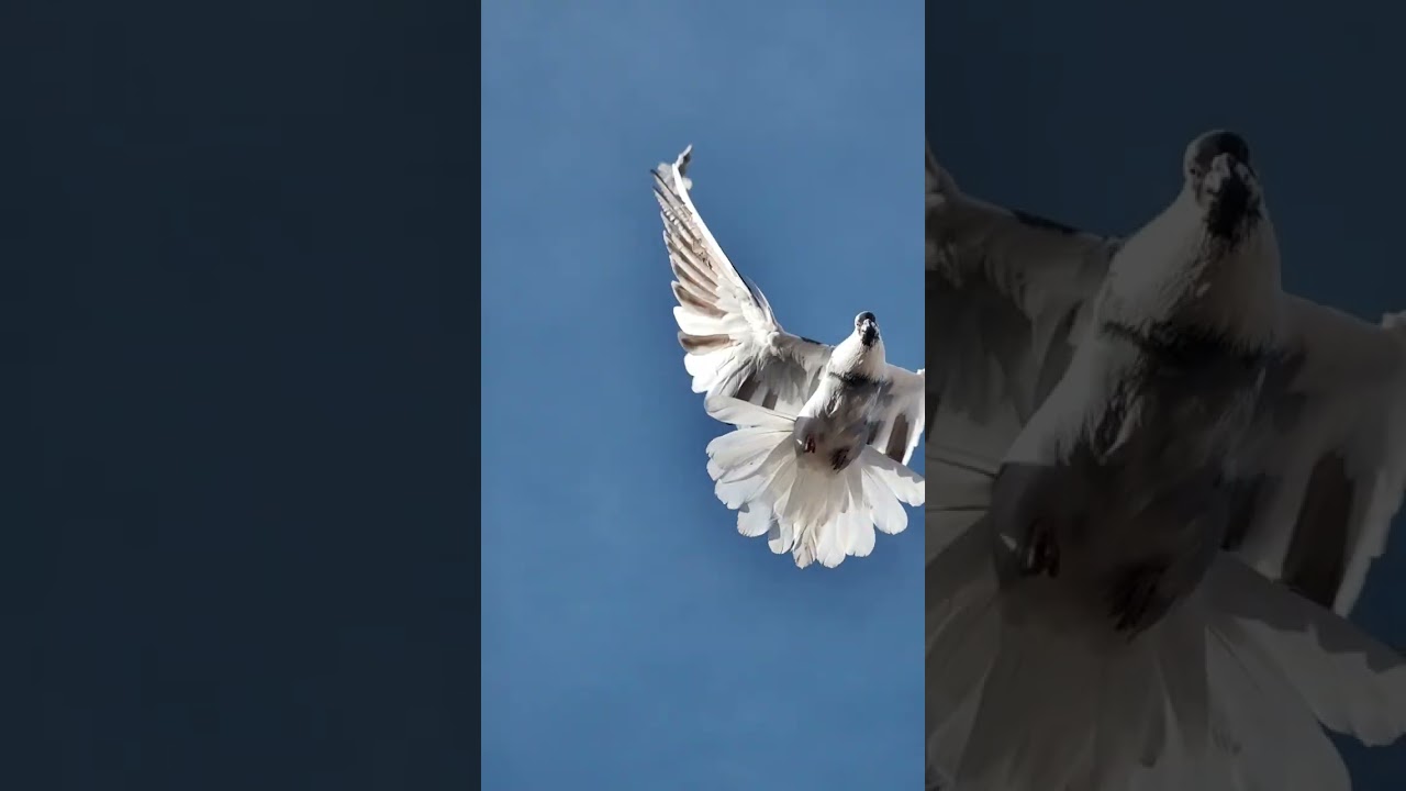 Голуби  свг Сапон Михаила  г. Донецк  Тренировка..26 февраля 2026 г.