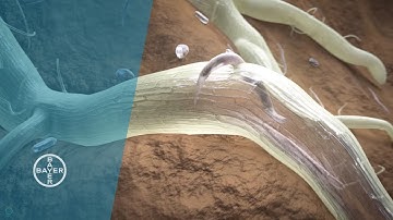 Nematode Worms and Crop Protection