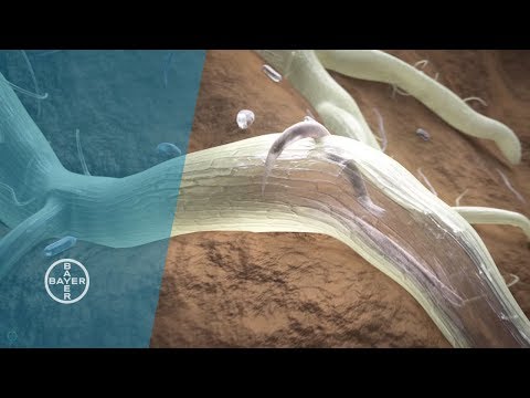 Video: Pruimwortel-knoop-aalwurmbehandeling: wat om te doen oor aalwurms op pruimwortels