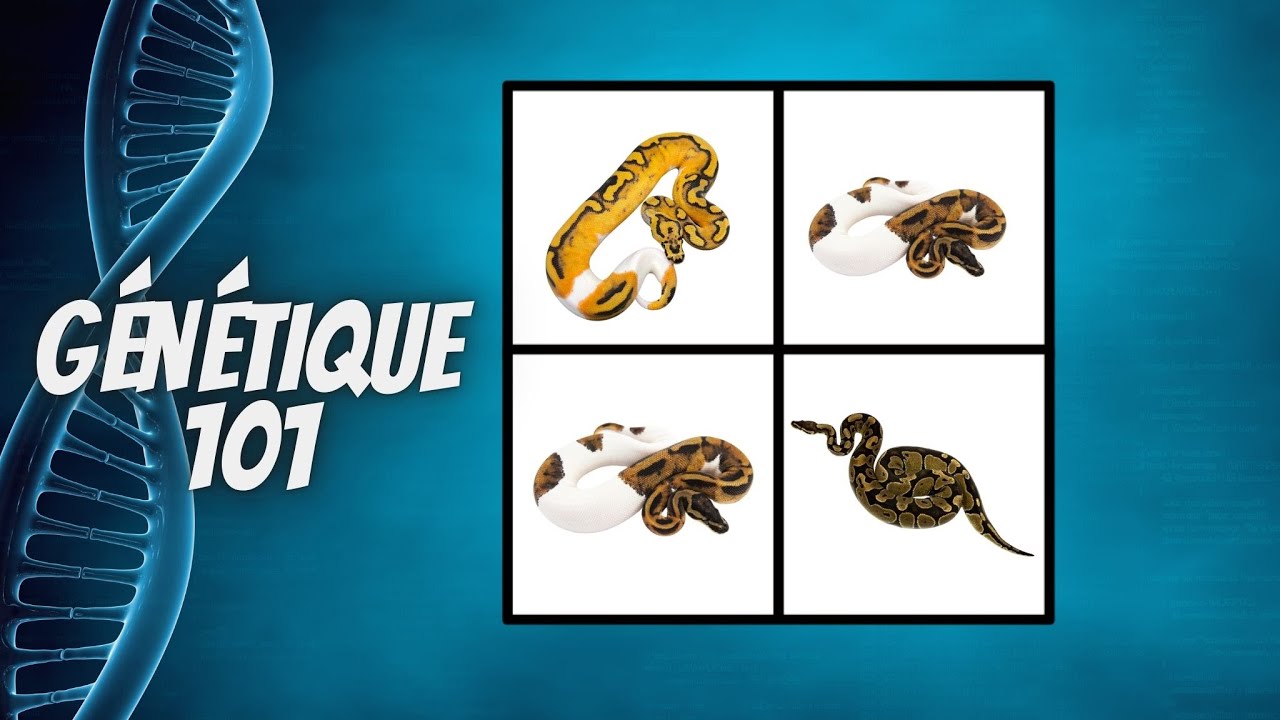 Les Secrets de la Génétique de Python Royal Expliqués!! (Le SEUL Vidéo dont Vous Aurez Besoin)