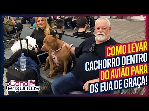 Vídeo: Melhores Aeroportos Para Cães Nos Estados Unidos