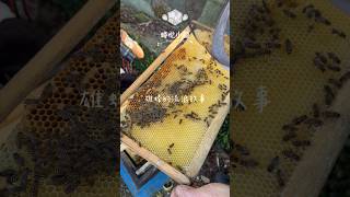 🏠 蜂界最強「社交天花板」:雄蜂的流浪日記
