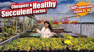 Online Cheapest nursery in India | part 2 Kalimpong | succulent cactus