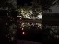 Brookgreen Gardens' Nights Of A Thousand Candles Shines Bright