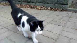 「待てー!もっとモフれニャー!」野良猫が付いてくる。