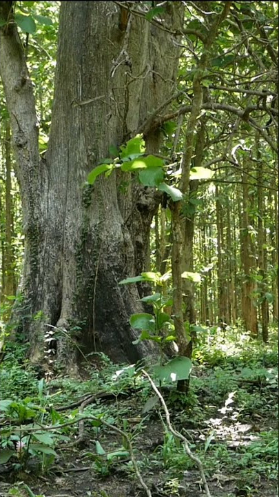 Hutan Gumeng : di bawah jati raksasa, langka dan keramat