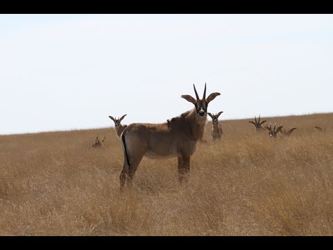 Video: Parcul Național Karoo: Ghidul complet