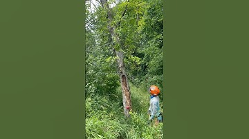 Sizwill Cut - Swing a Leaning Tree Sideways! #stihl #chainsawman
