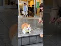 注射が嫌いなマンチカンが保健所の前で・・・ #猫おもしろ # #funnycat
