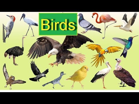 Видео: Птици за запознанства Hatoful гадже получава английски римейк
