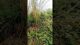 Download Lagu mare dil jiger se viral ytshot video song MP3