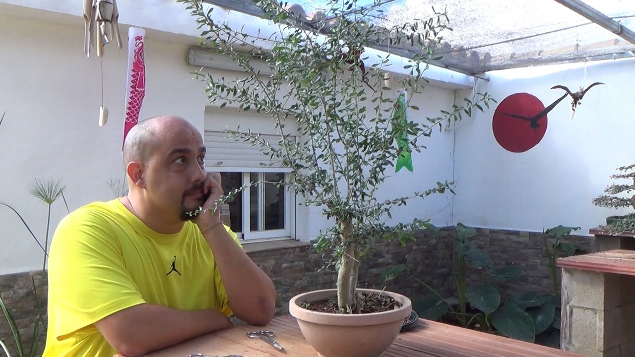 Neea Buxifolia - Bonsai tropical