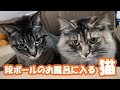 【保護猫】段ボールで並んでいる二人がお風呂中に入ってるみたいぃ~⤴